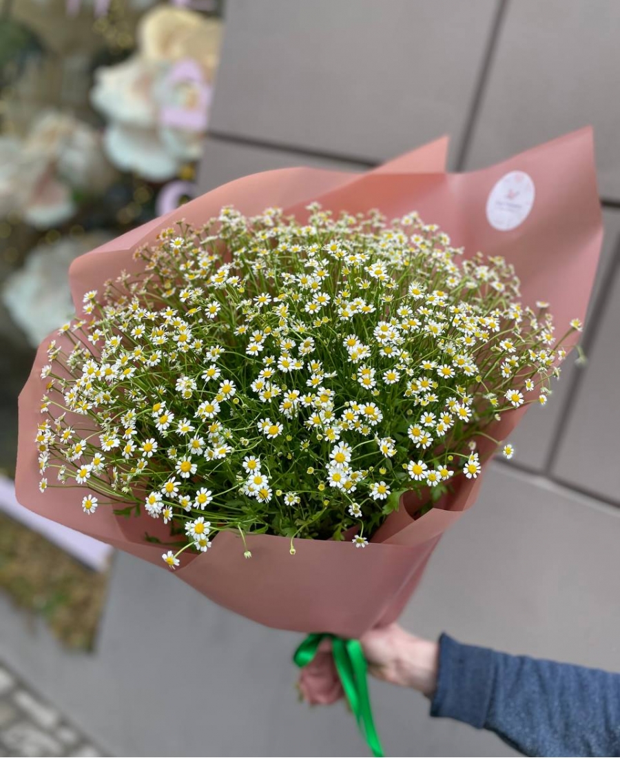 Bouquet of bush chamomile Matricaria